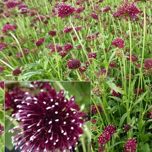 Bakker - Scabieuse pourpre Chile Black - Scabiosa atropurpurea chile black - Plantes d'extérieur