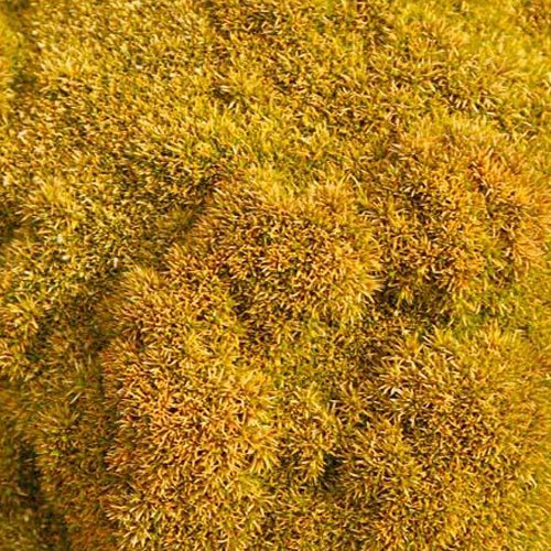 Scléranthe Selected Bronze - Bakker