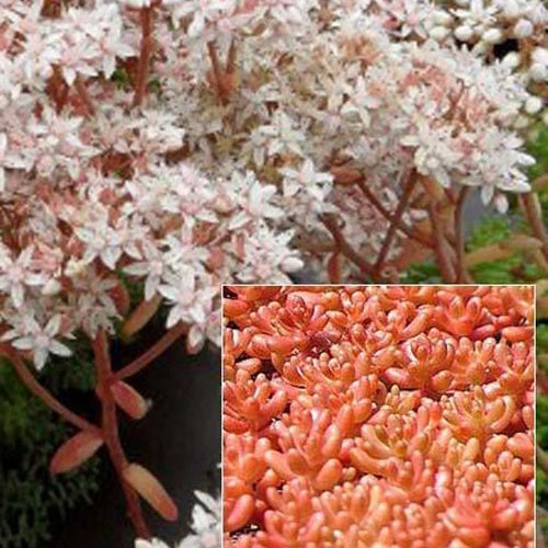 Bakker - 3 Sedum Coral Carpet - Sedum album coral carpet - Plantes d'extérieur