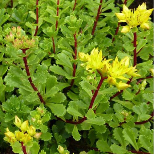 3 Sedum Weihenstephaner - Bakker