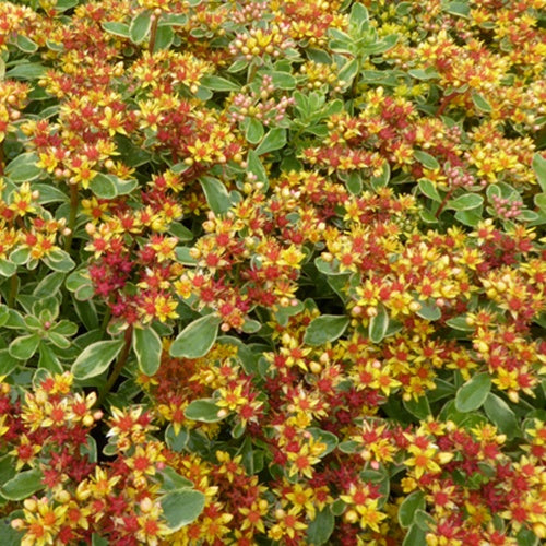 Bakker - 3 Sedum du Kamtschaka panaché - Sedum kamtschaticum variegatum - Plantes d'extérieur