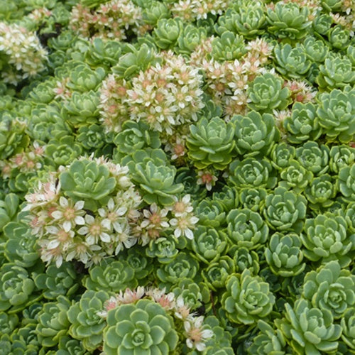 Sedum pachyclados - Bakker