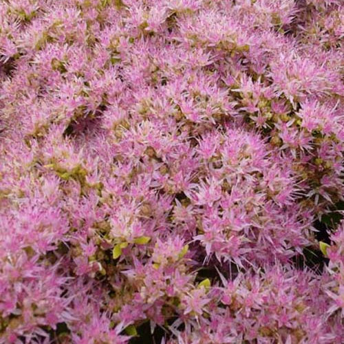 Bakker - Sedum Carmen - Sedum spectabile carmen - Plantes d'extérieur