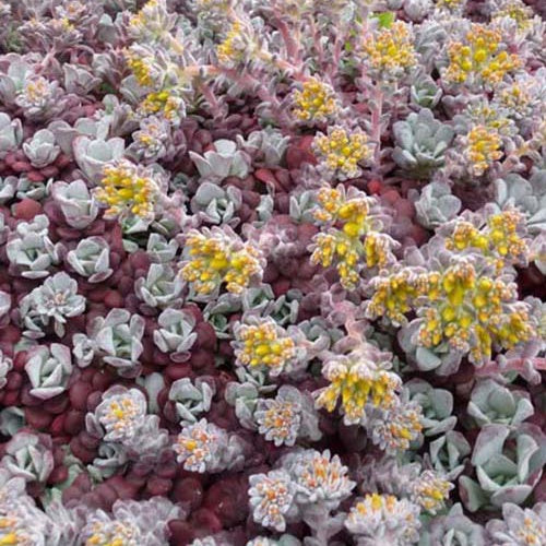 Bakker - 3 Sedum spatulé Purpureum - Sedum spathulifolium purpureum - Plantes d'extérieur