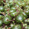 Bakker - 3 Joubarbes à toile d'araignée - Sempervivum - Sempervivum arachnoideum - Plantes d'extérieur