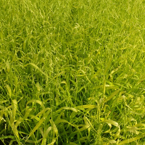 Bakker - Milium effusum Aureum - Milium effusum aureum - Plantes d'extérieur