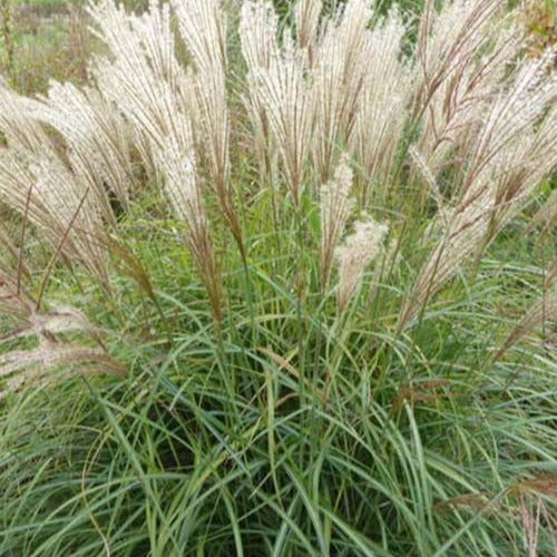 Bakker - Eulalie China - Miscanthus sinensis china - Plantes d'extérieur