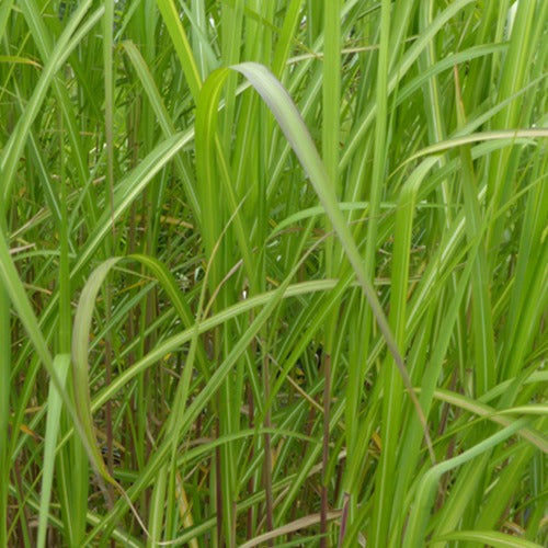 Bakker - Eulalie Jubilar Roseau de Taïwan - Miscanthus sinensis jubilar - Plantes d'extérieur