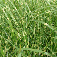 Bakker - Eulalie Zebrinus - Miscanthus sinensis zebrinus - Plantes d'extérieur