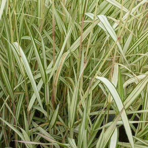Phalaris Feesey -Baldingère faux roseau - Bakker