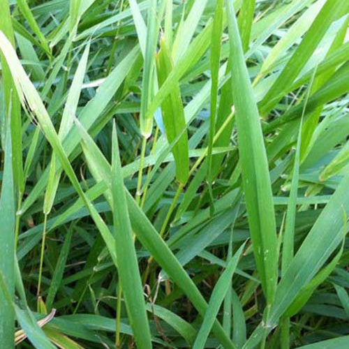 Phalaris -Baldingère faux roseau - Bakker