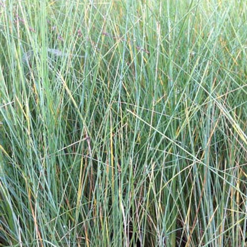 Bakker - Pâturin australien persistant - Poa labillardieri - Plantes d'extérieur