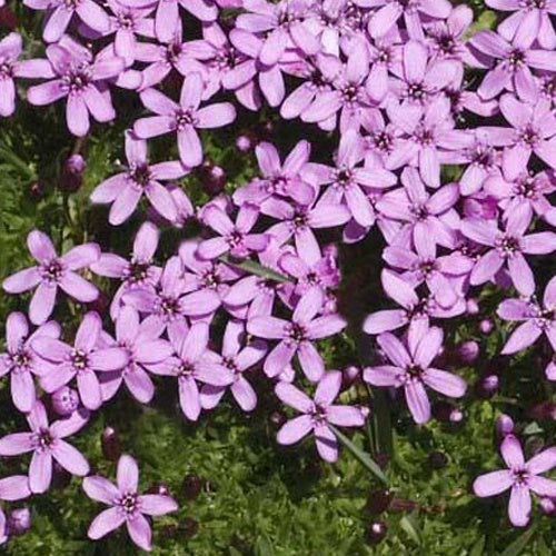 Bakker - Silène acaule - Silene acaulis - Plantes d'extérieur