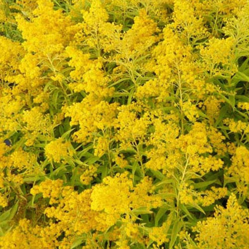 Solidago Golden Mosa - Bakker