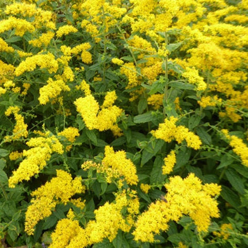 Solidago rugosa - Bakker