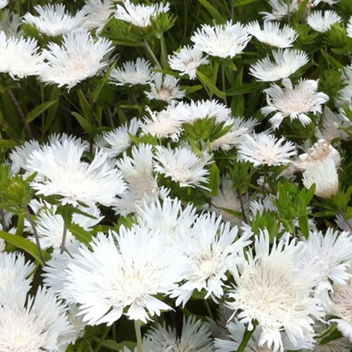 Stokesia Träumerei - Bleuet d'Amérique - Bakker