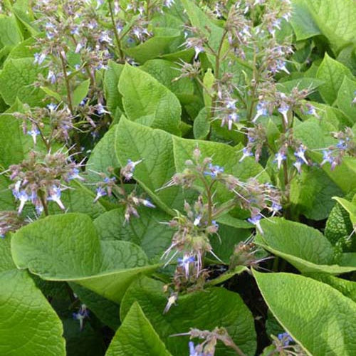 Trachystemon orientalis - Bakker
