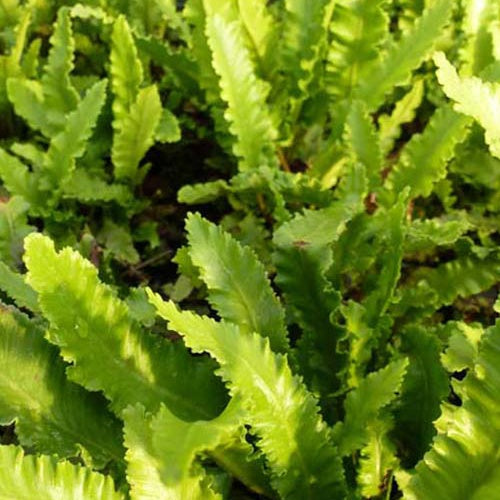 Fougère scolopendre à feuilles étroites - Langue de cerf - Bakker