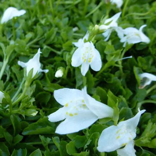 Bakker - Mazus rampant blanc - Mazus reptans albus - Plantes d'extérieur