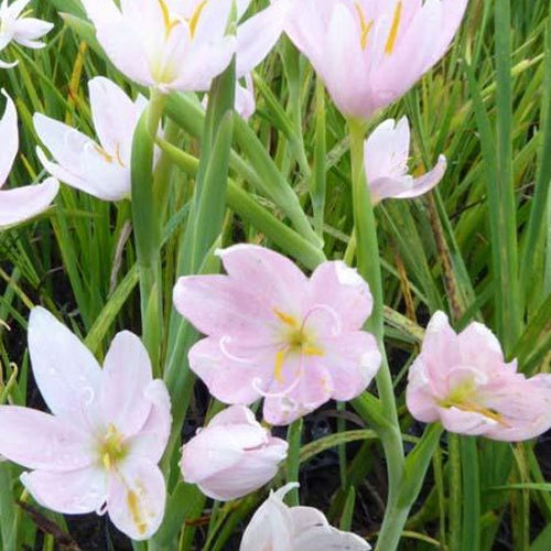 Bakker - Lys des cafres blanc - Schizostylis coccinea alba - Plantes d'extérieur