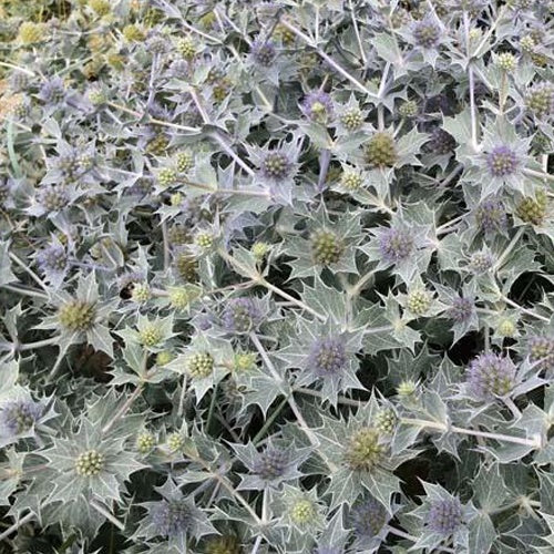 Bakker - Panicaut maritime - Eryngium maritimum - Plantes d'extérieur