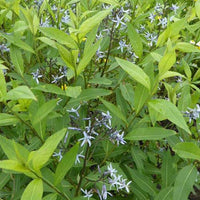 Étoile bleue à feuille de saule