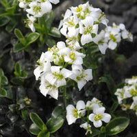 Arabette fausse corbeille d'argent - Bakker