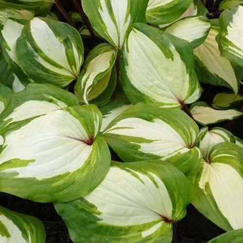 Hosta Raspberry Sundae - Bakker