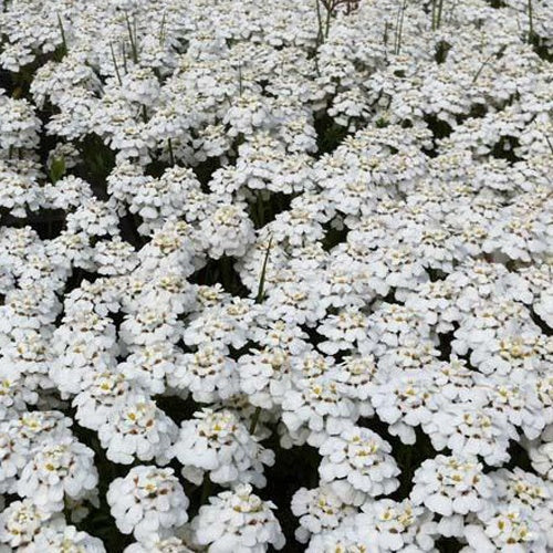 Bakker - 3 Thlaspi toujours vert Schneeflocke Corbeilles d'argents - Iberis sempervirens schneeflocke - Plantes d'extérieur