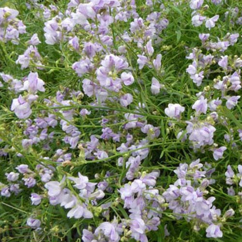 Linaire Antique Silver - Bakker