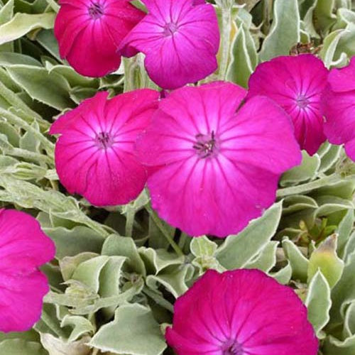Plantes vivaces - Coquelourde des jardins Atrosanguinea - Lychnis coronaria atrosanguinea