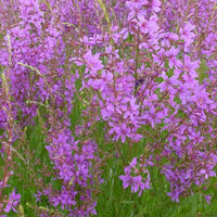 Salicaire Swirl - Bakker