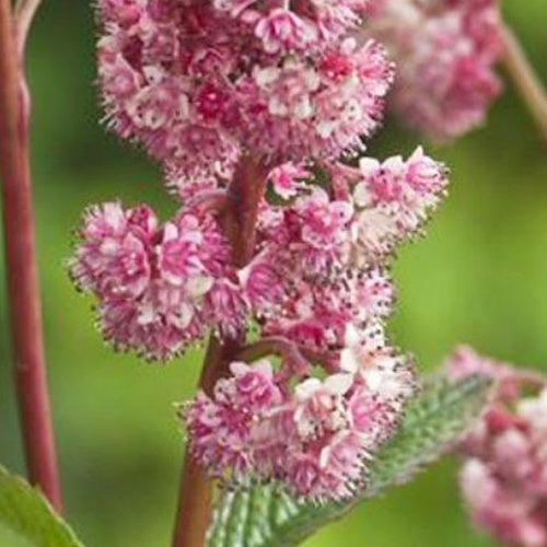 Rodgersia Dark pokers - Bakker
