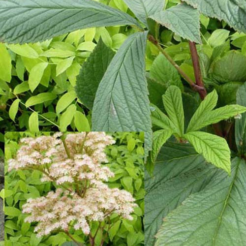Rodgersia henrici - Bakker