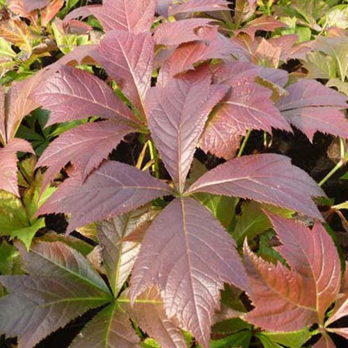 Rodgersia à feuilles pennées Braunlaub - Bakker