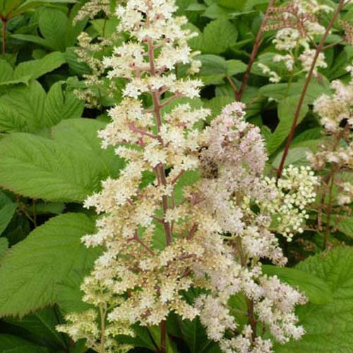 Rodgersia à feuilles de sureau - Bakker