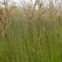 Molinie élevée Fontäne - Bakker