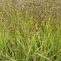 Molinie bleue Variegata - Bakker