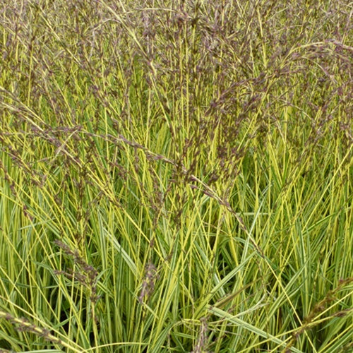 Molinie bleue Variegata - Bakker