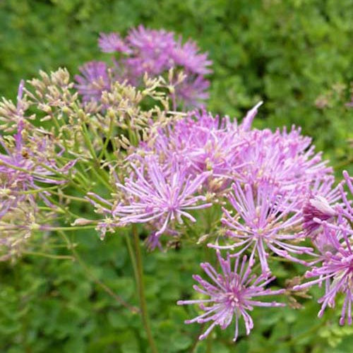 Pigamon à feuilles d'ancolie Thundercloud - Bakker