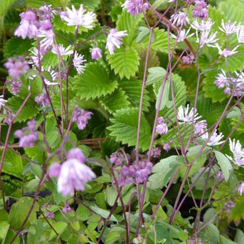 Thalictrum kiusianum Pigamon nain - Bakker