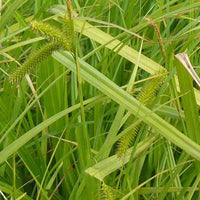 Bakker - Laîche faux-souchet - Carex pseudocyperus - Plantes d'extérieur