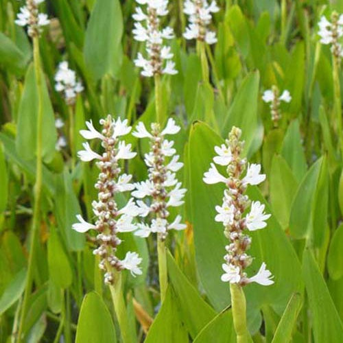Pontédérie à feuilles en cœur White Pike - Bakker