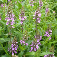 Epiaire des marais - Bakker