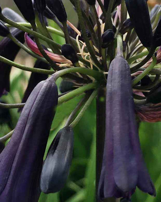 Agapanthe Black Magic - Bakker