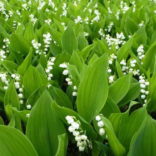 Convallaria majalis - Muguet de mai - Racines nues