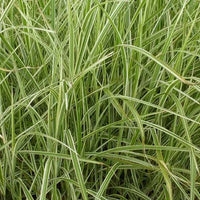 Bakker - Roseau de Chine 'Variegatus' - Miscanthus sinensis variegatus - Arbustes et vivaces