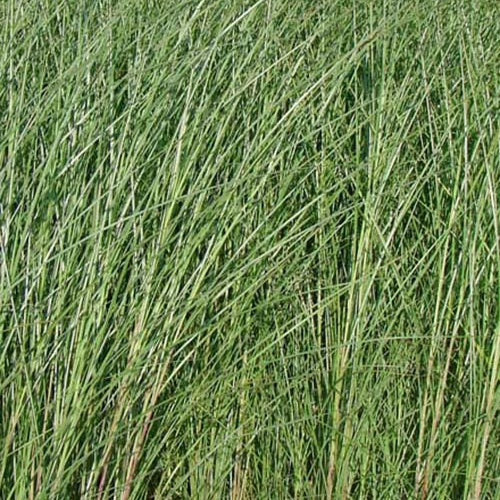 Bakker - Roseau de Chine 'Gracillimus' - Miscanthus sinensis gracillimus - Graminées