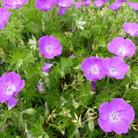 Vente 9 Géraniums vivaces en mélange - Geranium oxonianum katharine adèle , himalayense,