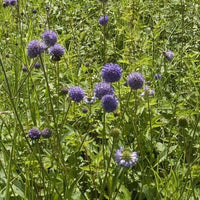 3 Succises des prés - Bakker